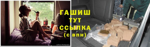 сатива Новозыбков